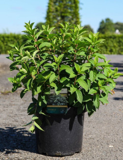 HYDRANGEA paniculata BOBO En pot de 10-12 litres