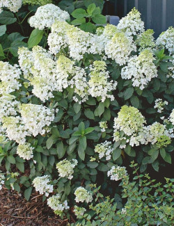 HYDRANGEA paniculata BOBO
