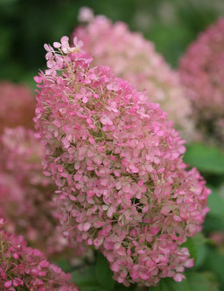 HYDRANGEA paniculata BOBO