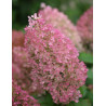 HYDRANGEA paniculata BOBO
