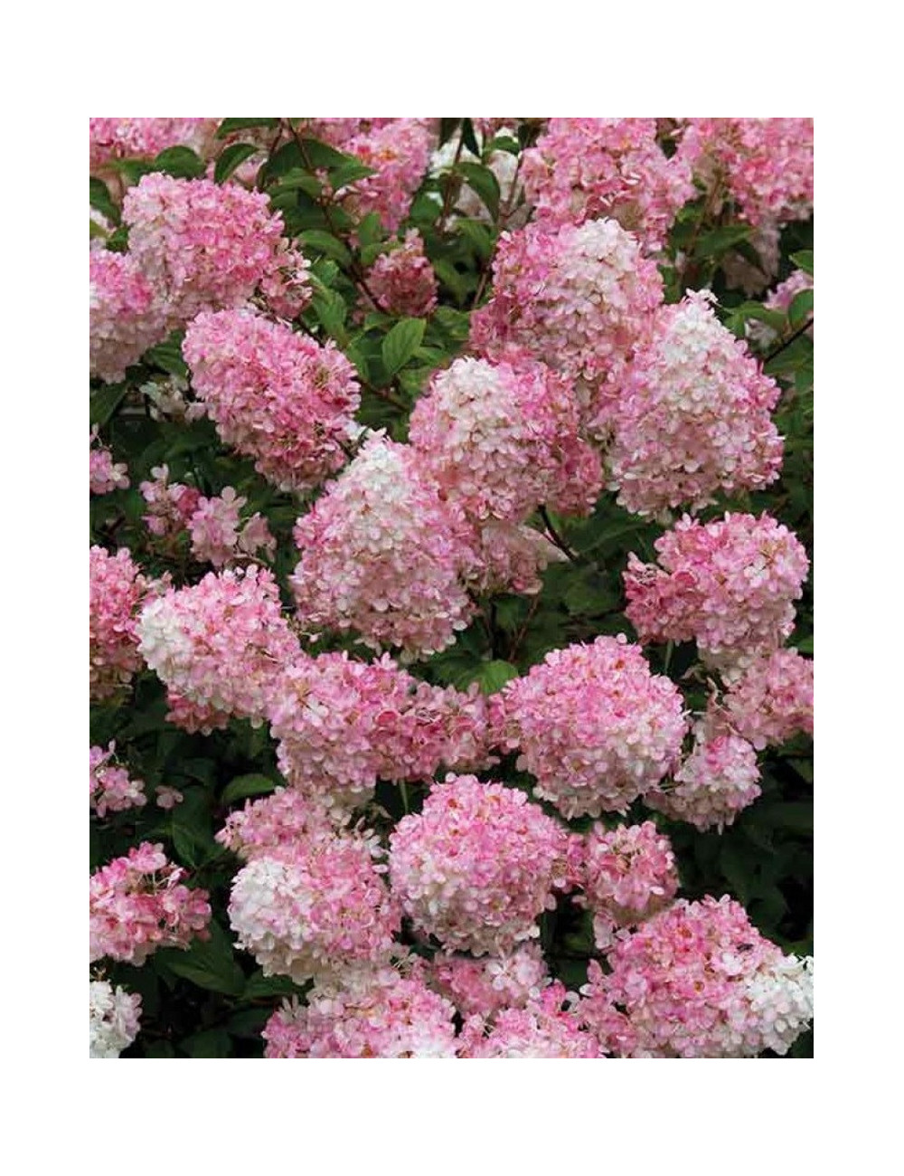 HYDRANGEA paniculata CONFETTI