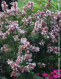 ABELIA AUTUMN FESTIVAL