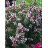 ABELIA AUTUMN FESTIVAL