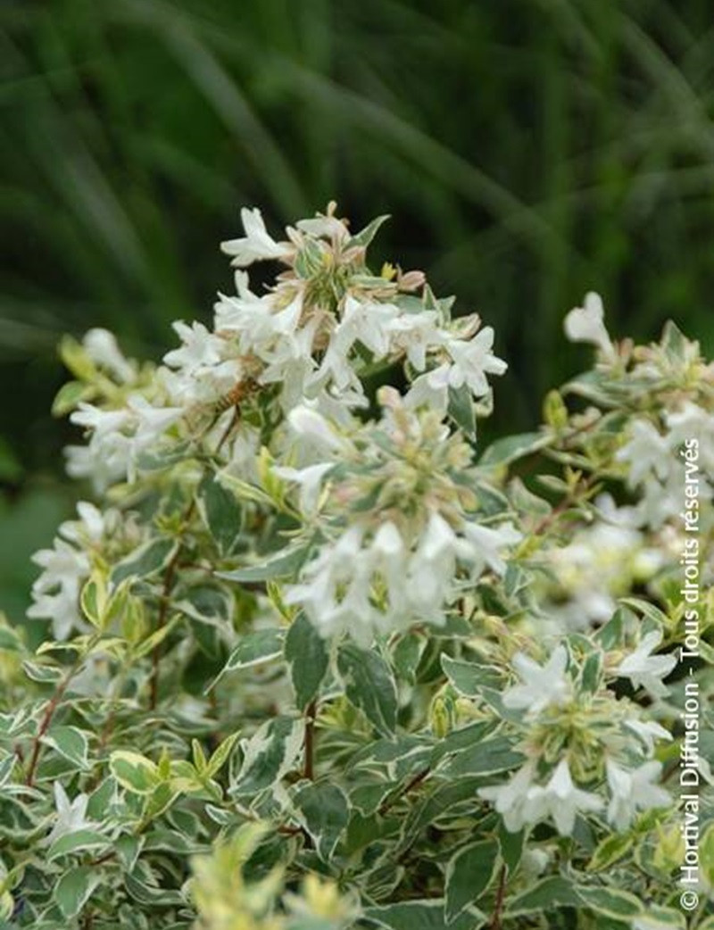 abelia-a-grandes-fleurs-sparkling-silver-abelia-grandiflora-sparkling-silver-1.jpg