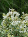 abelia-a-grandes-fleurs-sparkling-silver-abelia-grandiflora-sparkling-silver-1.jpg