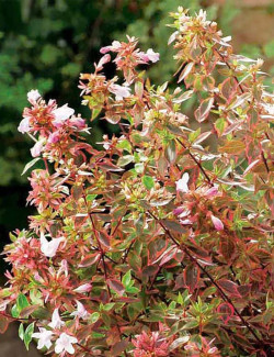 abelia-a-grandes-fleurs-sunshine-daydream-abelia-grandiflora-sunshine-daydream-1.jpg