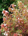 abelia-a-grandes-fleurs-sunshine-daydream-abelia-grandiflora-sunshine-daydream-1.jpg