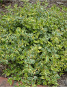abelia-a-grandes-fleurs-sunshine-daydream-abelia-grandiflora-sunshine-daydream-2.jpg