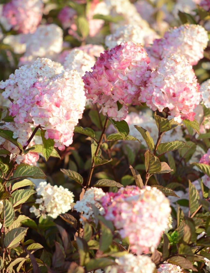 HYDRANGEA paniculata FRAMBOISINE HYDRANGEA paniculata FRAMBOISINE