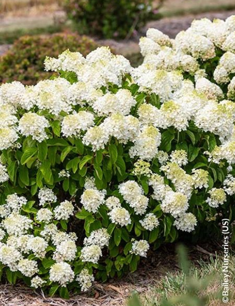 HYDRANGEA paniculata LITTLE HOTTIE HYDRANGEA paniculata LITTLE HOTTIE