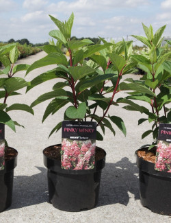 HYDRANGEA paniculata PINKY WINKY En pot de 3-4 litres