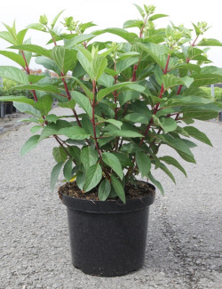HYDRANGEA paniculata PINKY WINKY En pot de 10-12 litres