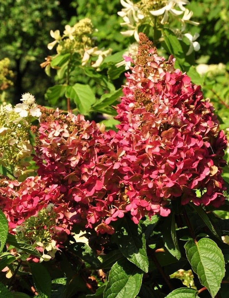 HYDRANGEA paniculata PINKY WINKY® (Hortensia paniculé)