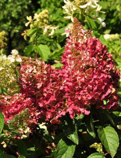 HYDRANGEA paniculata PINKY WINKY