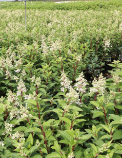 HYDRANGEA paniculata PINKY WINKY