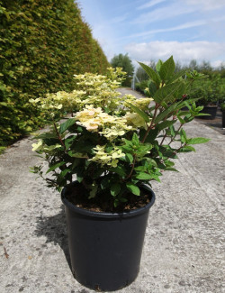 HYDRANGEA paniculata POLESTAR En pot de 25-30 litres