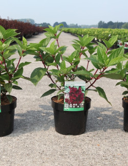 HYDRANGEA paniculata WIM'S RED En pot de 3-4 litres