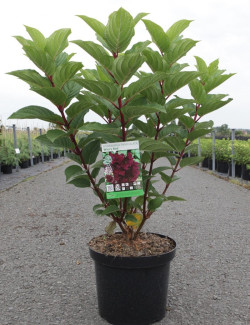 HYDRANGEA paniculata WIM'S RED En pot de 10-12 litres