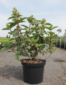 HYDRANGEA paniculata WIM'S RED En pot de 10-12 litres