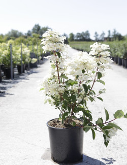 HYDRANGEA paniculata WIM'S RED En pot de 10-12 litres