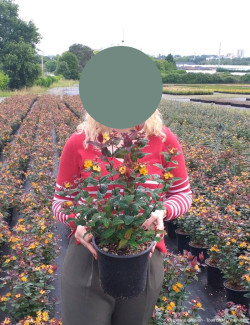 HYPERICUM inodorum En pot de 4-5 litres