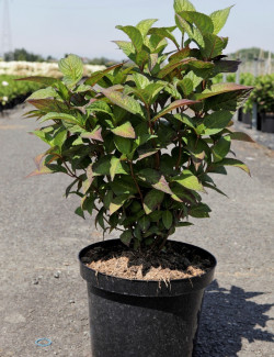 HYDRANGEA serrata ALVEROZ En pot de 10-12 litres