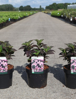 HYDRANGEA serrata DAREDEVIL En pot de 3-4 litres