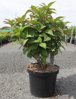 HYDRANGEA serrata INTERMEDIA En pot de 10-12 litres