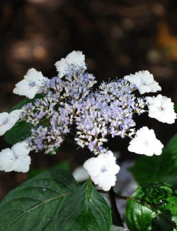 HYDRANGEA serrata INTERMEDIA