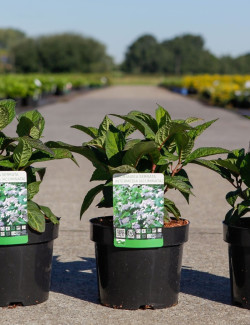 HYDRANGEA serrata INTERMEDIA En pot de 3-4 litres