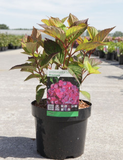 HYDRANGEA serrata PREZIOSA En pot de 3-4 litres