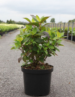 HYDRANGEA serrata PREZIOSA En pot de 10-12 litres