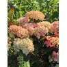 HYDRANGEA serrata PREZIOSA