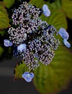 HYDRANGEA serrata VEERLE
