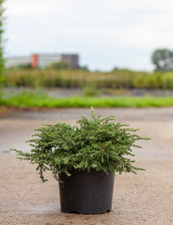JUNIPERUS communis REPANDA En pot de 7-10 litres