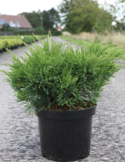 JUNIPERUS media MINT JULEP En pot de 7-10 litres