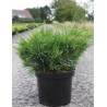 JUNIPERUS media MINT JULEP En pot de 7-10 litres