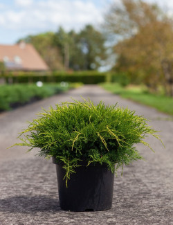 JUNIPERUS media OLD GOLD En pot de 7-10 litres