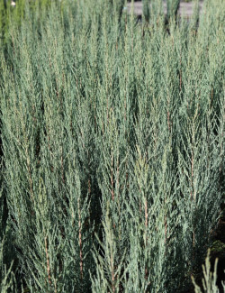 JUNIPERUS BLUE ARROW