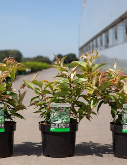 LEUCOTHOE fontanesiana RAINBOW En pot de 4-5 litres
