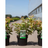 LEUCOTHOE fontanesiana RAINBOW En pot de 4-5 litres