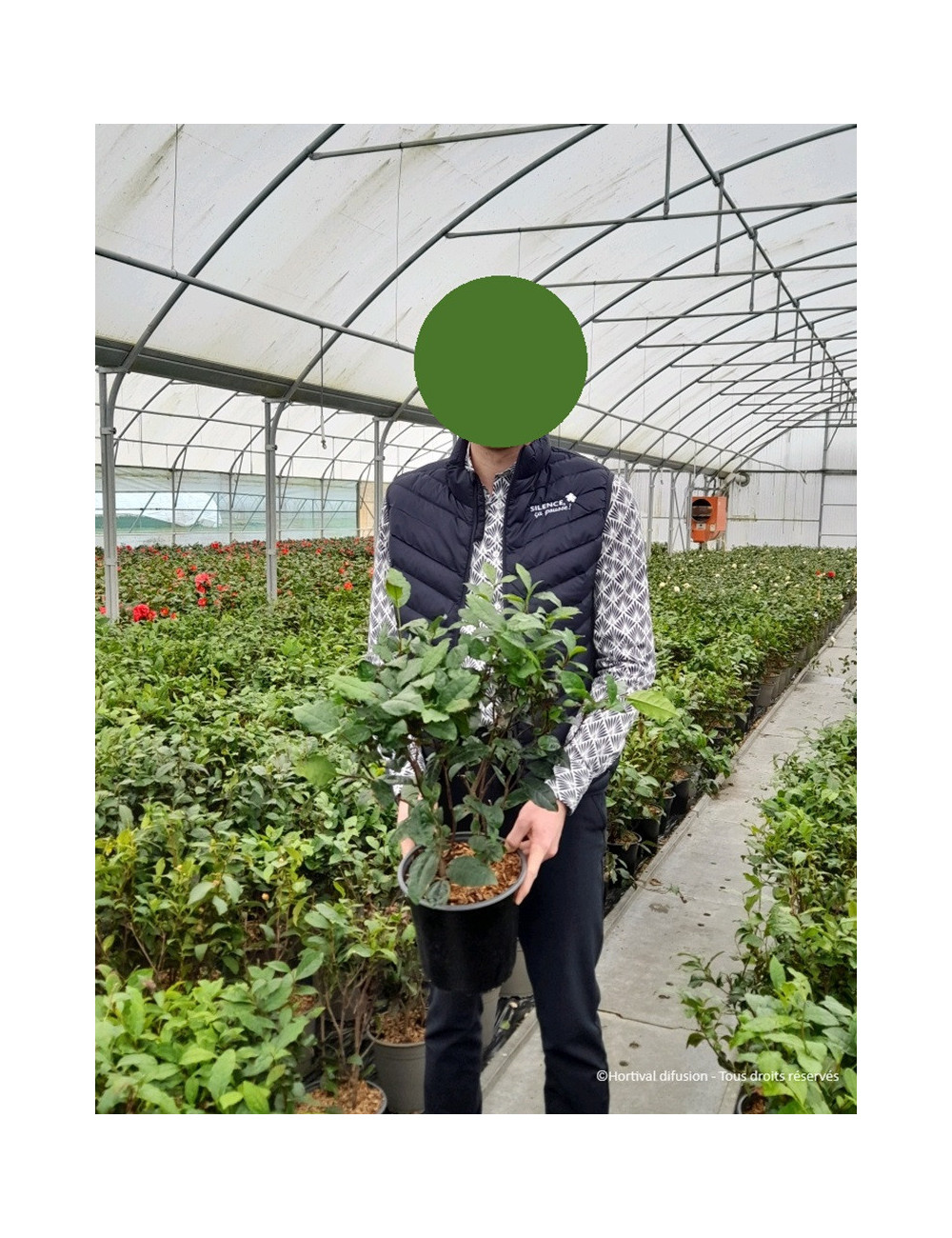CAMELLIA japonica En pot de 4-5 litres buisson hauteur 030-040 cm