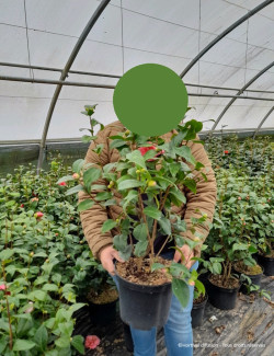 CAMELLIA japonica En pot de 7-10 litres buisson hauteur 040-060 cm