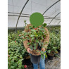 CAMELLIA japonica En pot de 7-10 litres