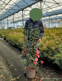 CAMELLIA japonica En pot de 20-25 litres buisson hauteur 080-100 cm