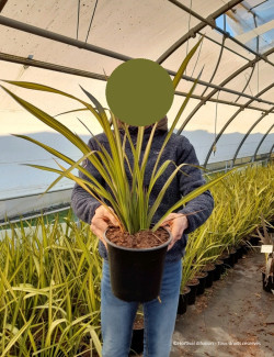 PHORMIUM APRICOT QUEEN En pot de 4-5 litres