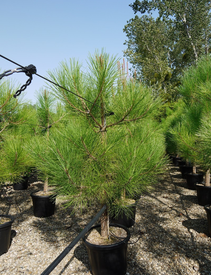 PINUS PINASTER En pot de 25-30 litres PINUS PINASTER En pot de 25-30 litres