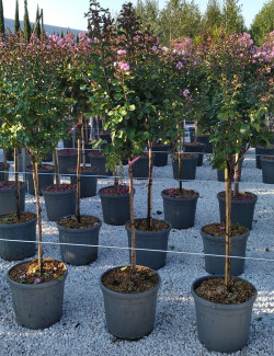 LAGERSTROEMIA En pot de 20-25 litres forme tige hauteur du tronc 090-110 cm