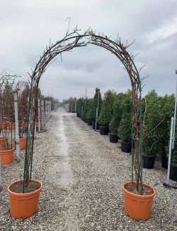 WISTERIA En pot forme arche