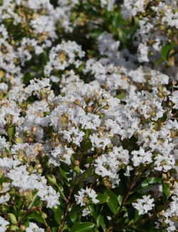 LAGERSTROEMIA PIXIE WHITE